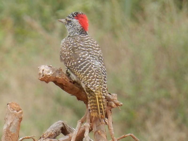 Small woodpecker with a red crest and spotted plumage perched on a dead branch