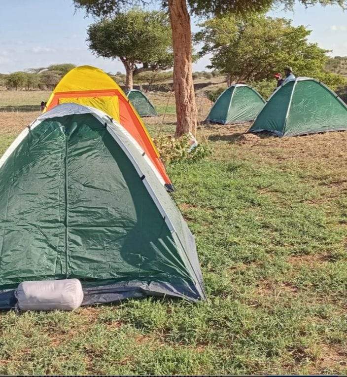 Dome camping tents pitched under acacia trees at Naisuyo camp, morning light