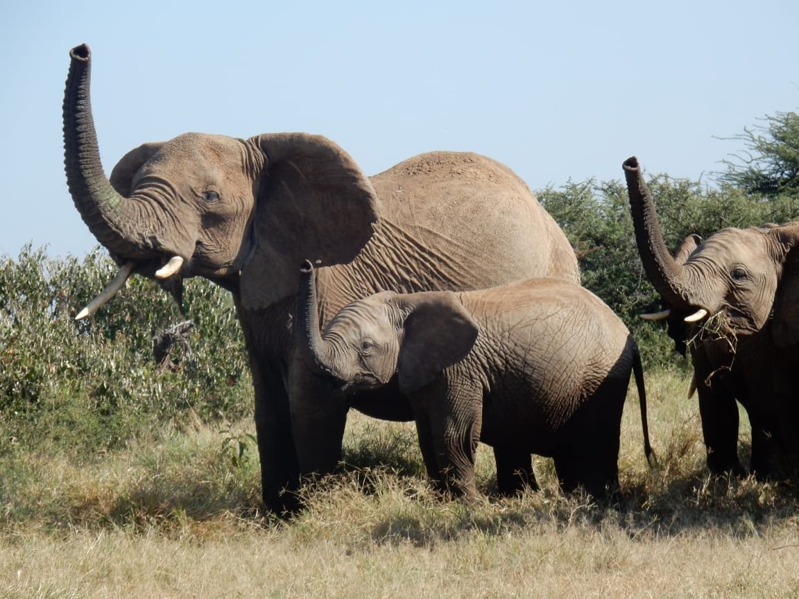 Elephant family with a calf, trunks raised, in Laikipia bush