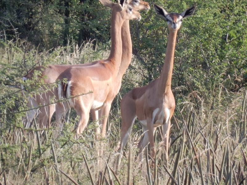 Three gerenuk antelope browsing, necks stretched upward into the brush