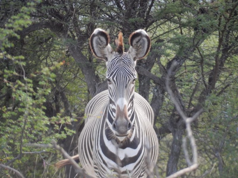 Grevy's zebra facing the camera, narrow stripes and large rounded ears, dry bush behind