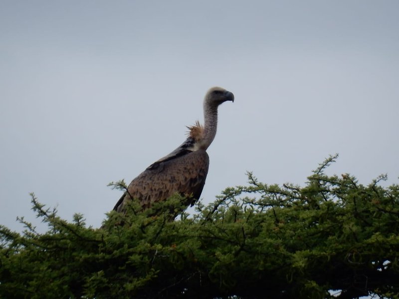 Vulture perched atop an acacia tree canopy against pale sky