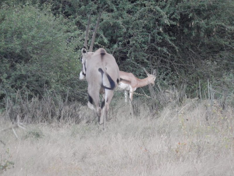 Oryx and gerenuk standing together in tall grass near dense bush