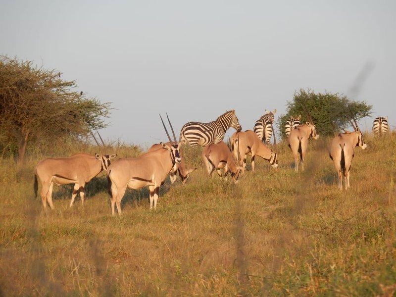 Oryx herd and grazing zebra on open savannah, birds in acacia trees