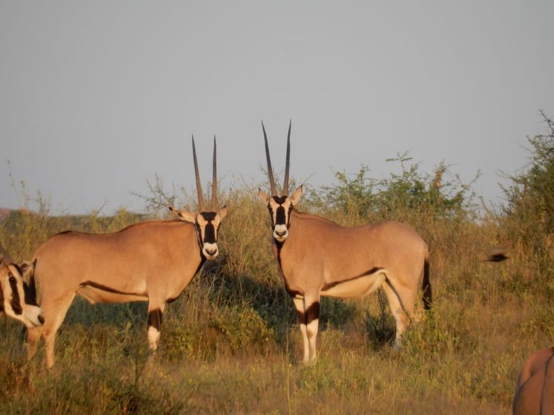 Two oryx facing the camera, long straight horns, golden evening light