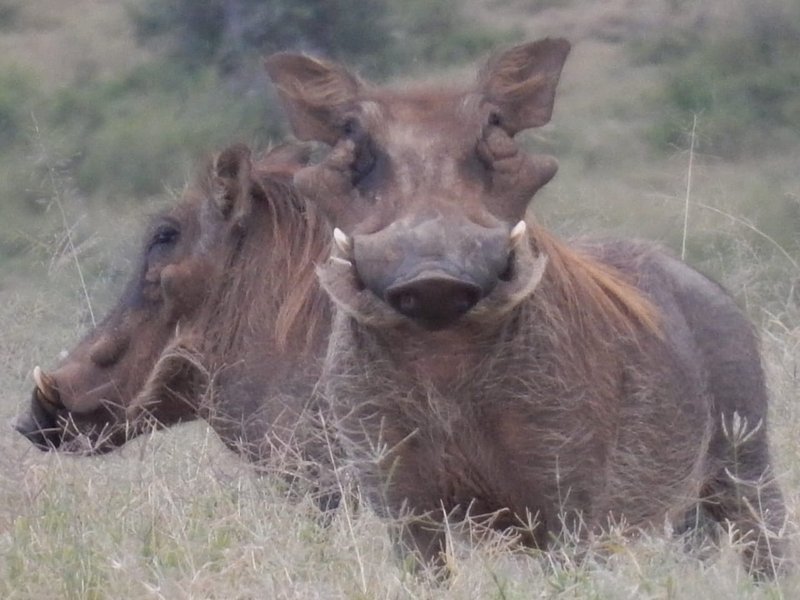 Two warthogs facing the camera in dry grass, tusks visible