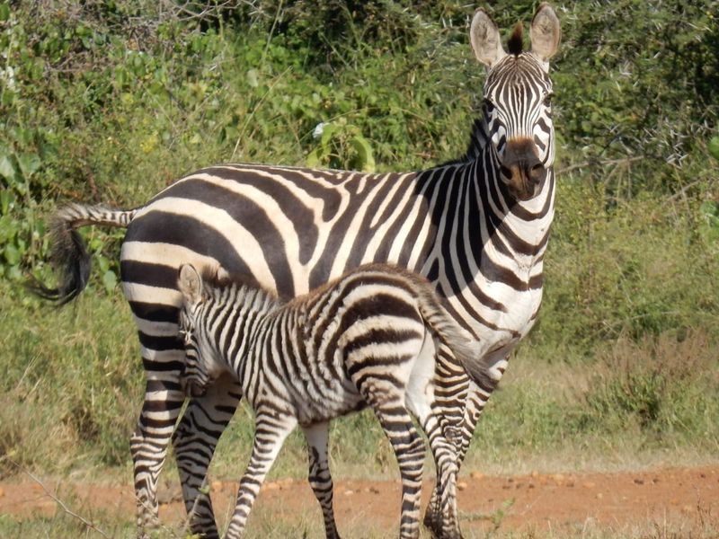 Zebra mare with foal nursing underneath her, green bush behind